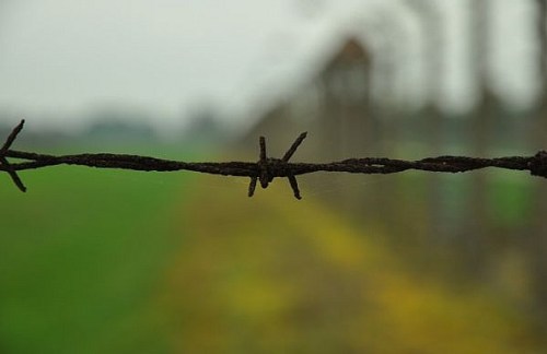 1.1412535905.ausschwitz-3