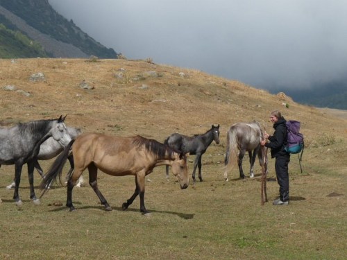 1.1442759857.wandern-zwischen-den-pferden
