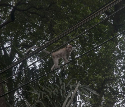 1.1463330735.a-monkey-downtown-in-kuala-lumpur