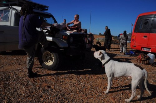 1.1470046262.schaf-und-kaengurus-werden-geschlachtet