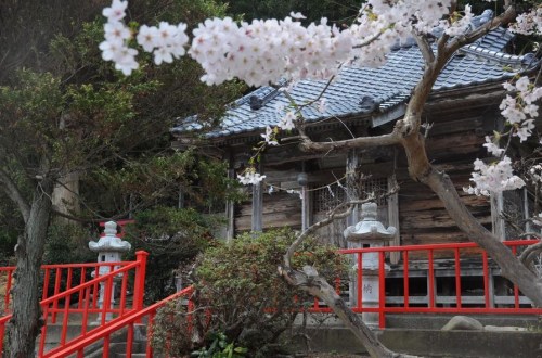 1.1494672403.1-cherry-blossom