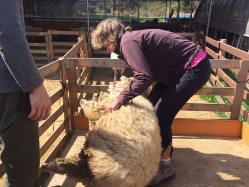 1.1494672403.schaf-auf-den-ruecken-legen